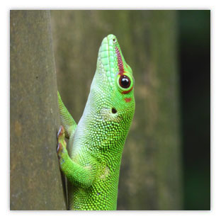 Zoo Zürich Masoala (Gecko) 002 – Hartmut Kaiser